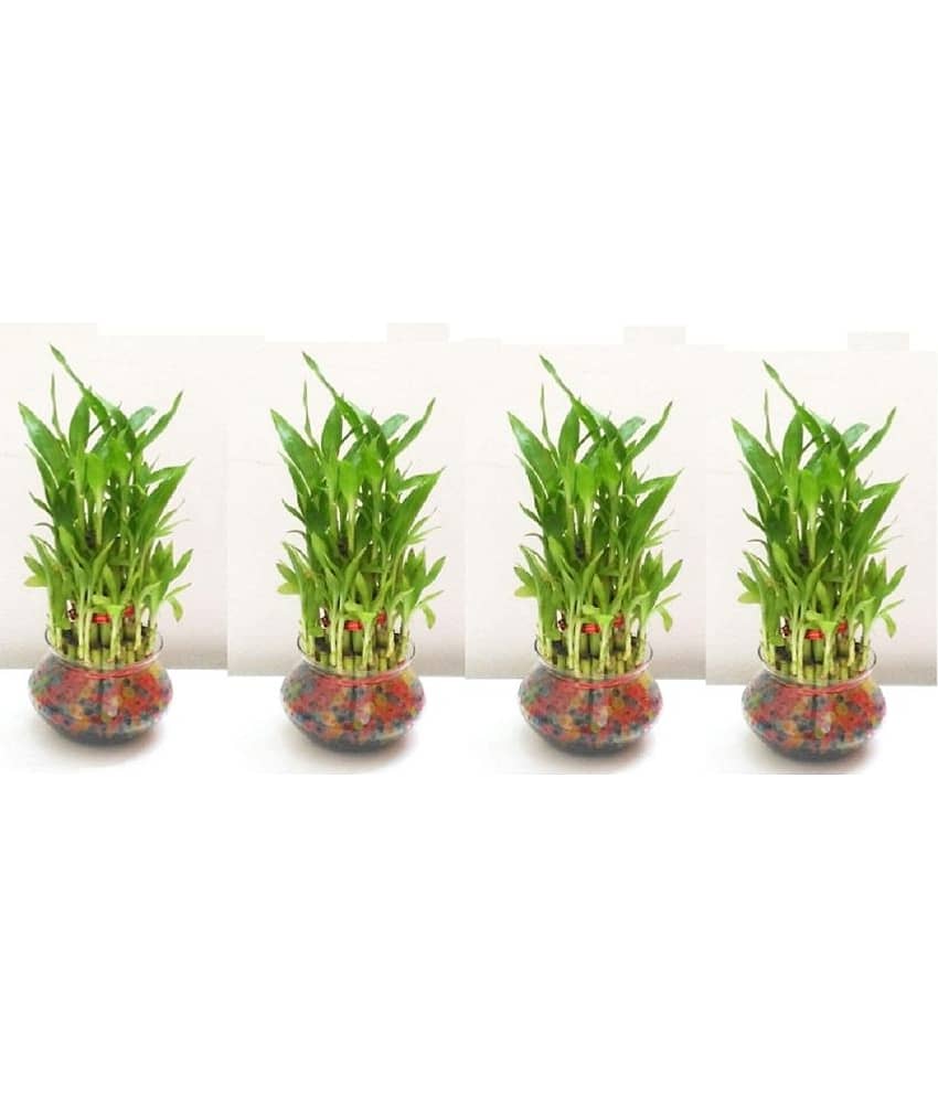 Green plant indoor - Green Wild Artificial Flowers With Pot ( Pack of 4 )