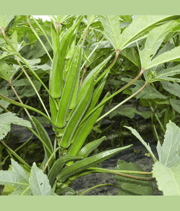 PARTHVA SEEDS Bhindi Vegetable ( 150 Seeds )