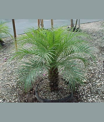 CLASSIC GREEN EARTH - Grass Seeds ( 20 )