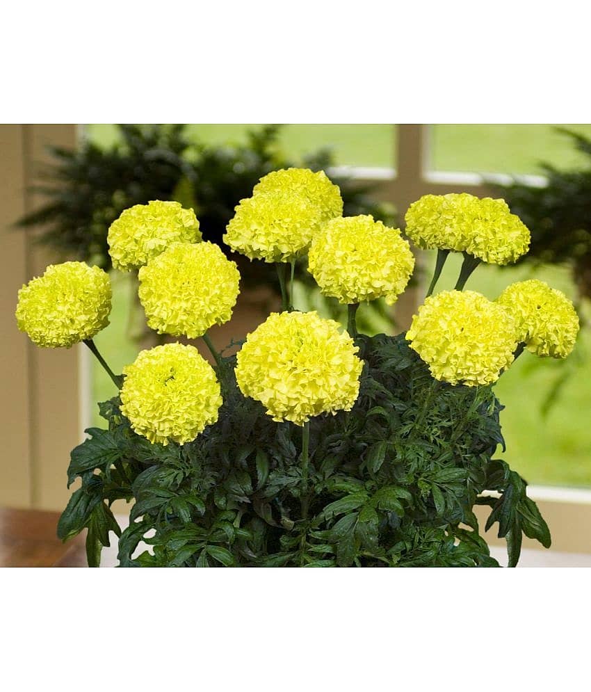 HN organic seed - Marigold Flower ( 50 Seeds )