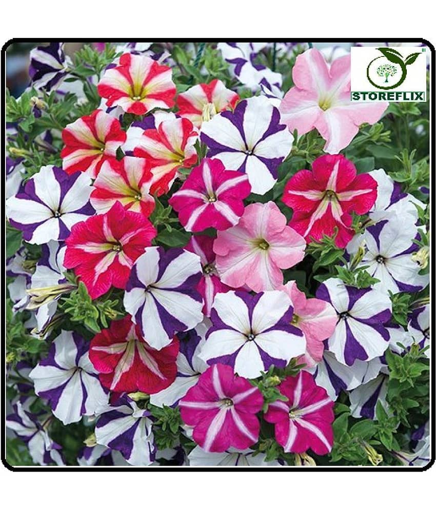 Petunia Mixed 100 (Hybrid) Seeds With Free Germination Potting Soil AND MANUAL