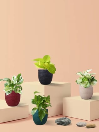 Exotic Money Plant Combo (Small) Exotic Money Plant Combo (Small)