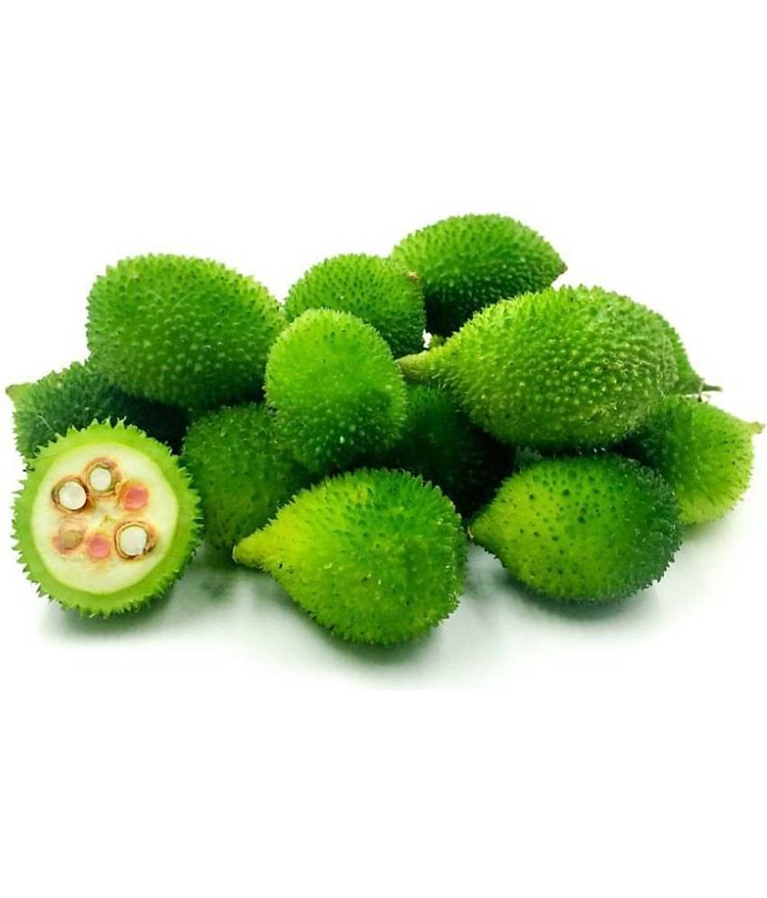 Kantola seed - ( 20 seed ) spiny gourd - Momordica dioica - teasle gourd Seed