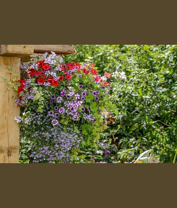 homeagro - Petunia Mixed Flower ( 50 Seeds )