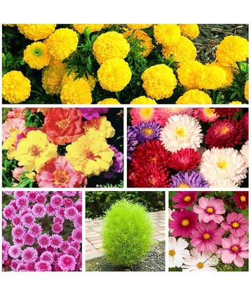 6 Varieties of Flower 60+ Seeds Combo For Your Garden Beautiful Bloom Germination Seeds and instruction manual