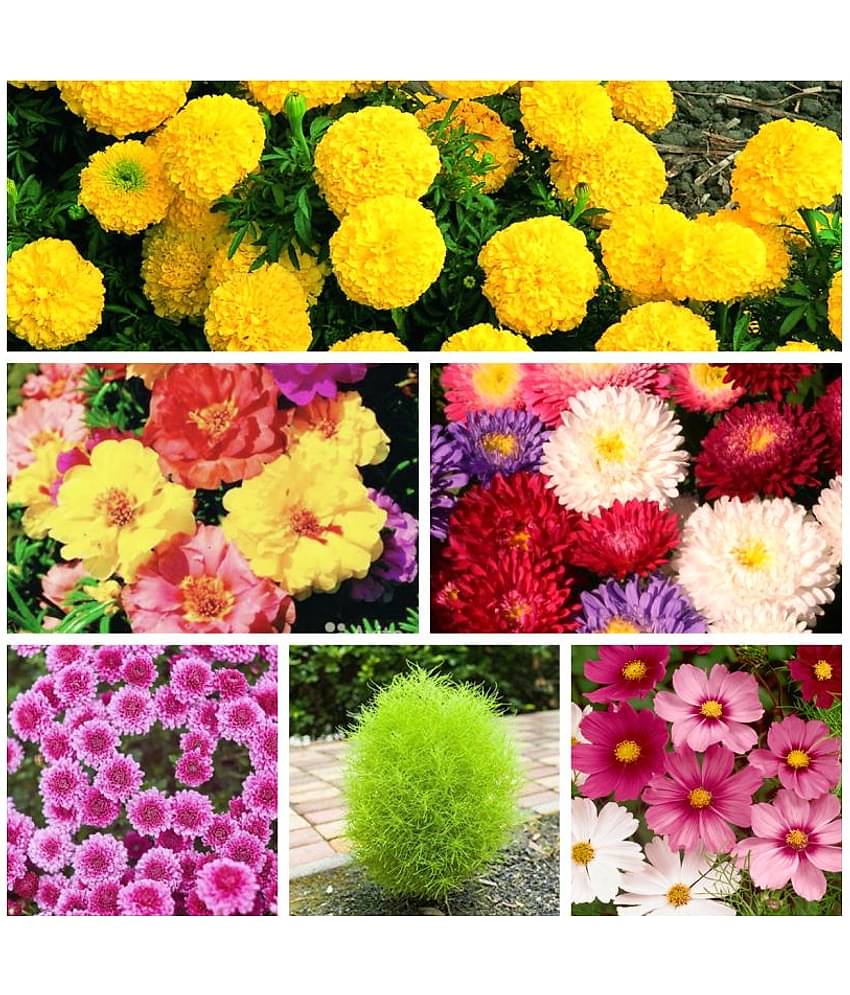 6 Varieties of Flower 60+ Seeds Combo For Your Garden Beautiful Bloom Germination Seeds and instruction manual