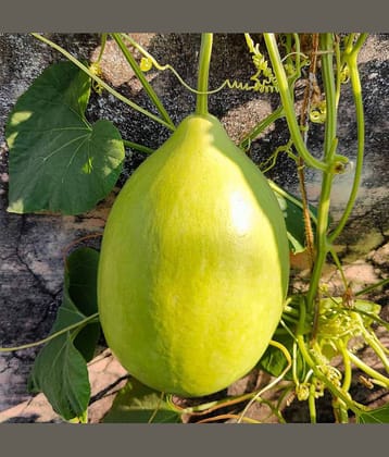 Jignisha Seeds Organic Dudhi Vegetable ( 20 Seeds )