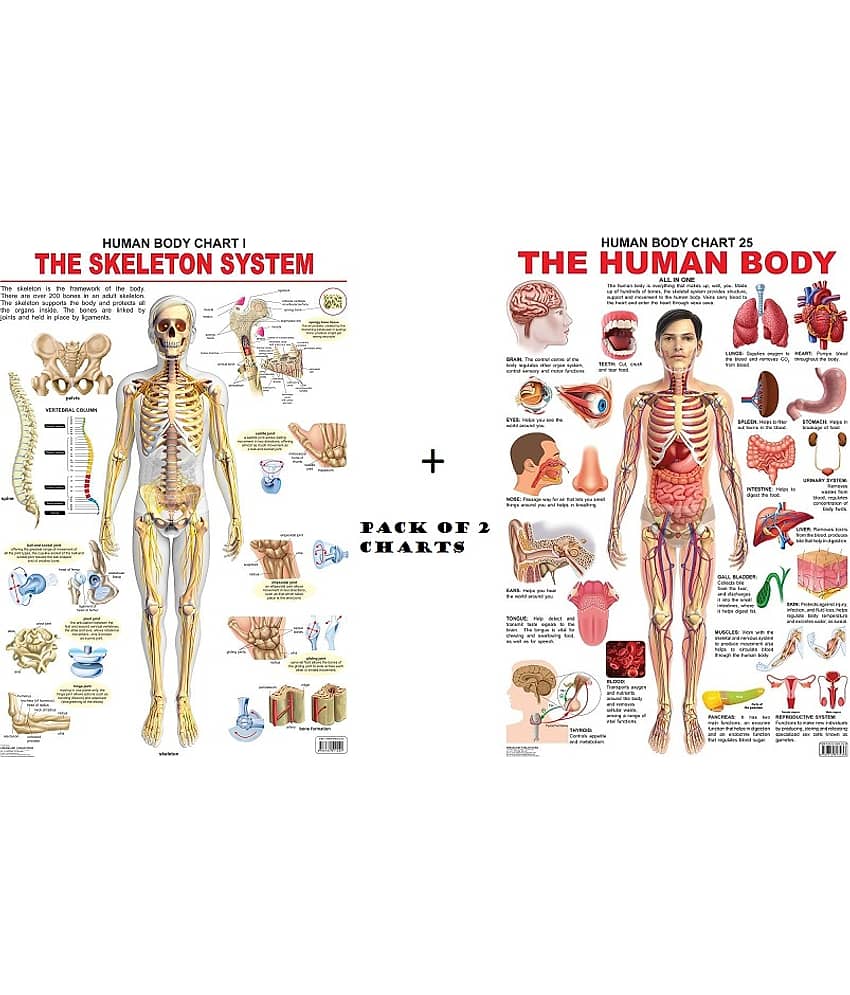 The Skeletal System and The Human Body Wall Chart - Pack of 2 Charts - Both Side Hard Laminated (Size 48 x 73 cm)