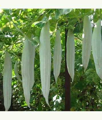 Jignisha Seeds Snake Gourd Vegetable ( 30 Seeds )