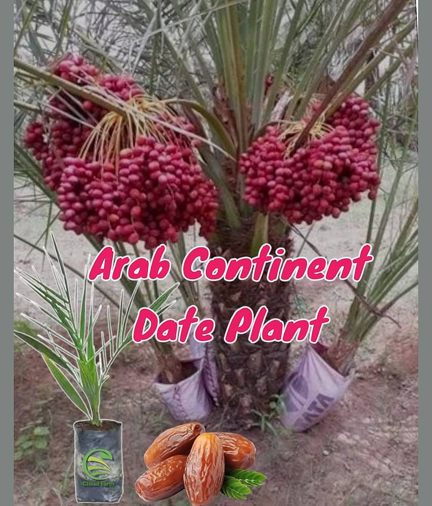 Cloud Farm Outdoor Fruit Plant ( Pack of 1 )