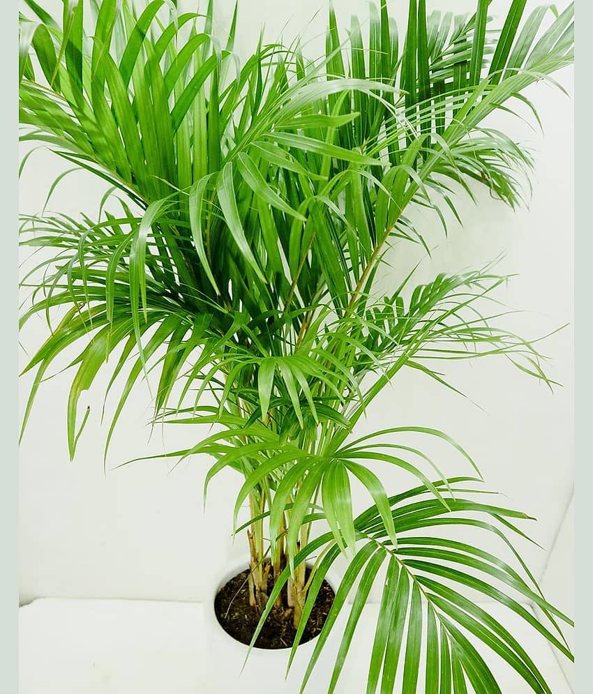 Seeds zone Areca Palm Pure Indification Tree Seeds - 10 Seeds Pack