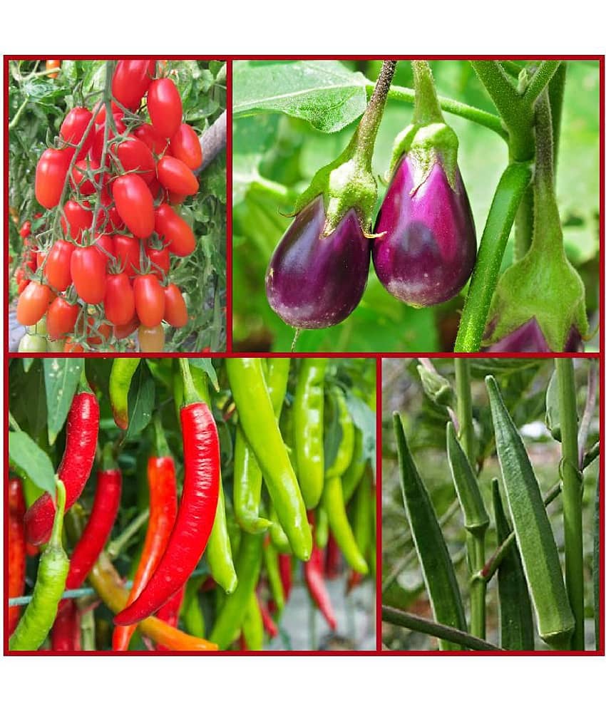 shivam organic seeds Vegetables Seed combo - 4 - Varieties - 45+ seed with Instruction Manual