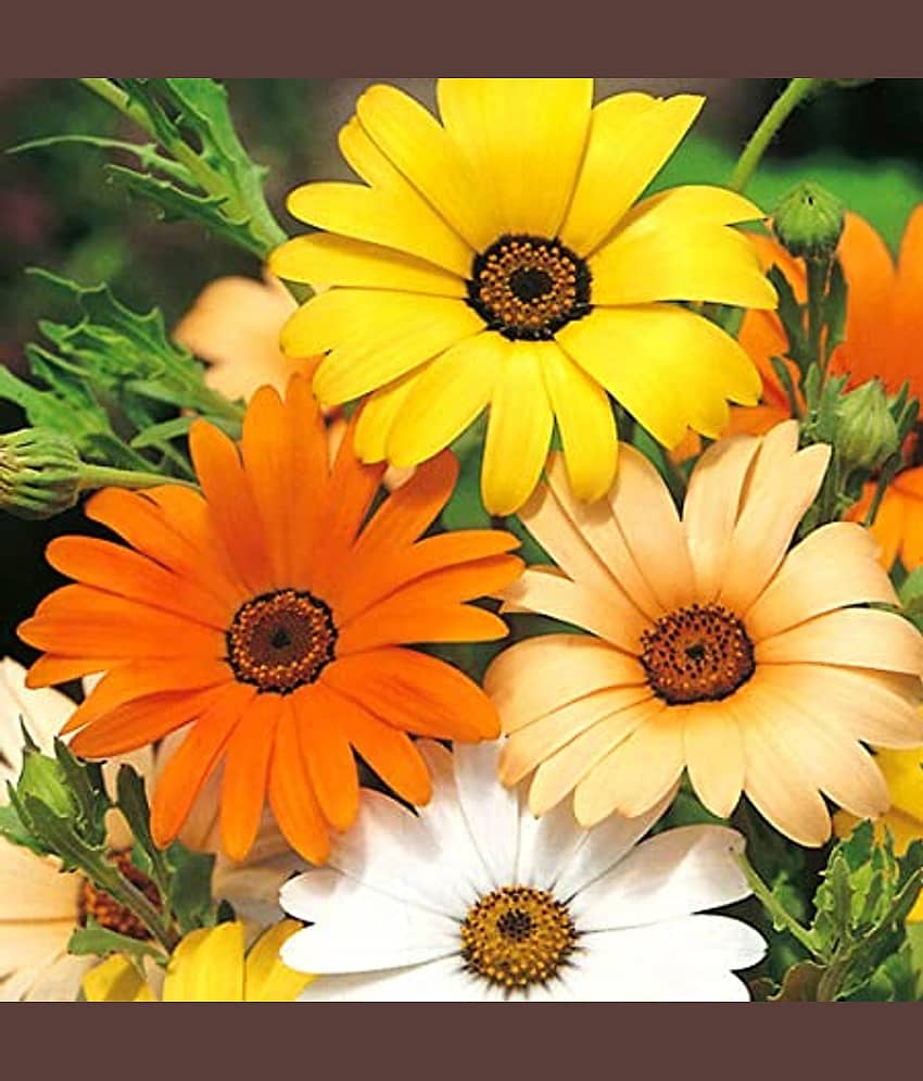 DIAMORPHOTHICA 30 seeds pack with free cocopeat and user manual