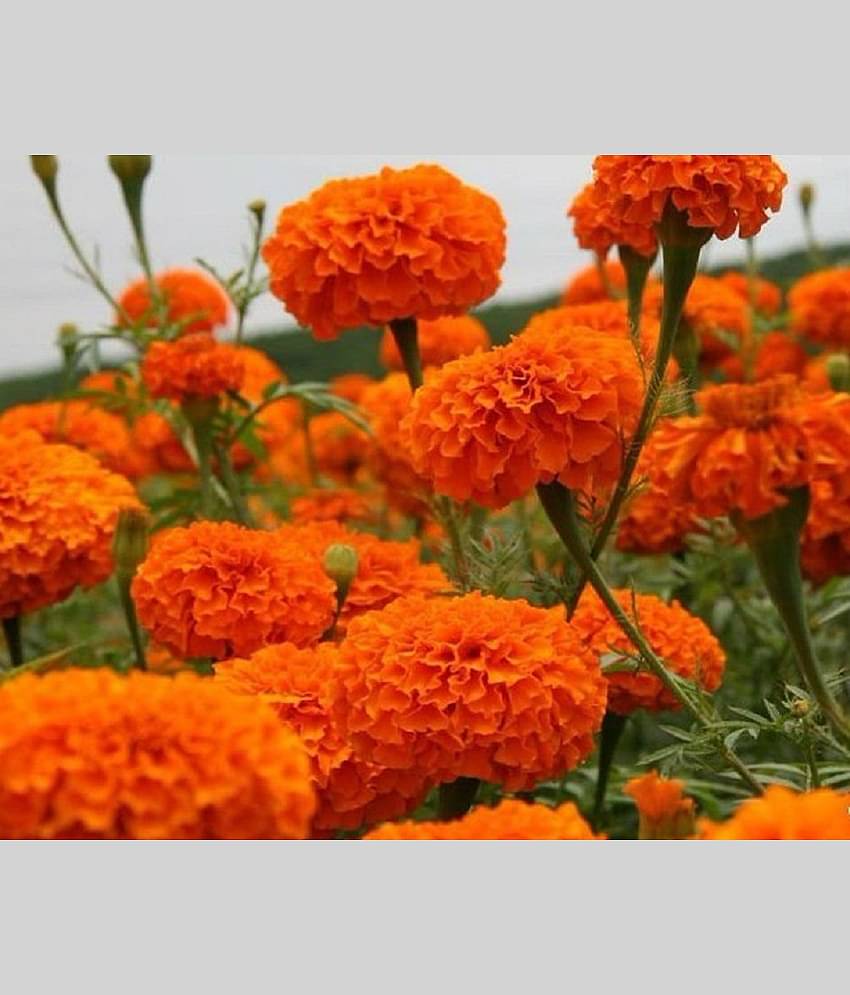 Marigold Orange Color Seeds - 50 Seeds (Genda/ गेंदा के बीज)