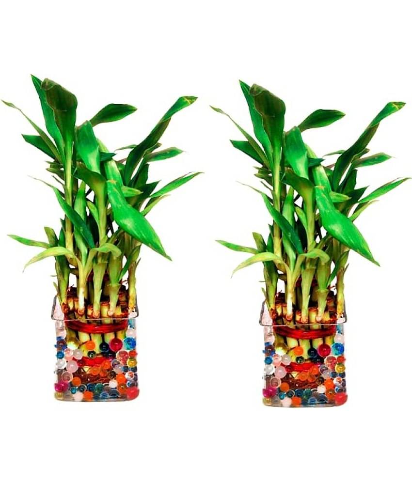 Green plant indoor - Green Wild Artificial Flowers with Basket ( Pack of 2 )
