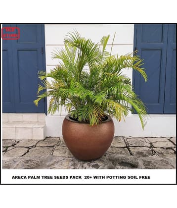Areca palm home Air purifier indoor plant 20 seeds pack with cocopeat and user manual