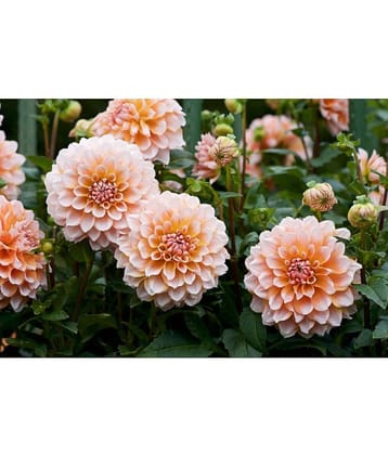 homeagro - Dahlia Mixed Flower ( 25 Seeds )