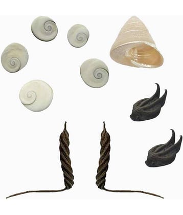 Padmavathi Enterprises Natural Bat Head Roots Evil Pod - 2 Pcs , Bala MUDI , YedamaMudi , Moti Shank , Gomati Chakra - 5 Pcs