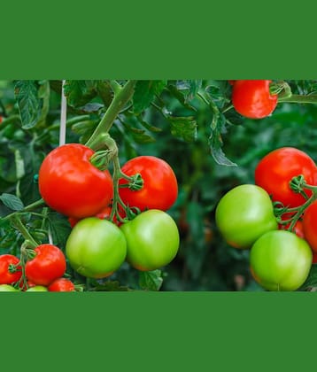 homeagro - Tomato Vegetable ( 100 Seeds )