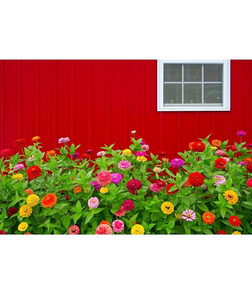 homeagro - Zinnia Mixed Flower ( 20 Seeds )