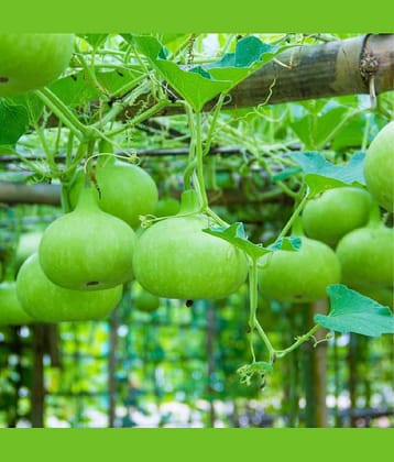 Jignisha Seeds Organic Bottle Gourd Vegetable ( 20 Seeds )