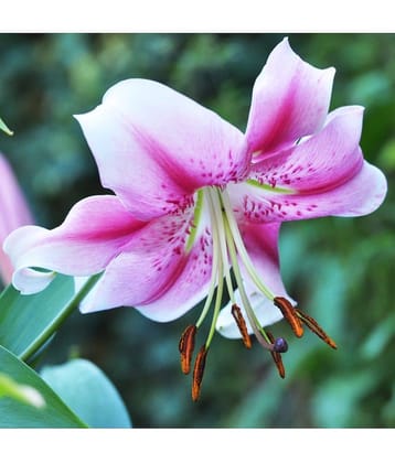 homeagro - Amaryllis Flower ( 5 Seeds )