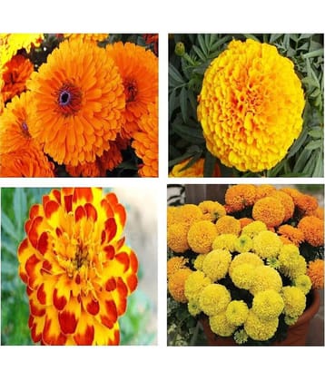 V Square Retail Beautiful Combo offer pack 4 Types Marigold Flower Seeds