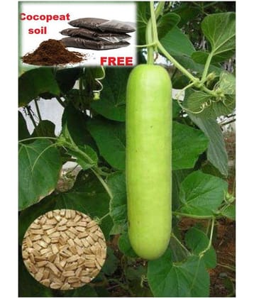 Bottle Gourd F1 Hybrid - 20 seed +soil free - Organic Seeds - For Home And Kitchen Garden | (Pack 20 Seeds) + Instruction Manual