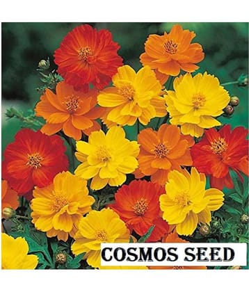 Cosmos mixed Colors Flower Garden Flower Seeds | Pack of 20 Seeds