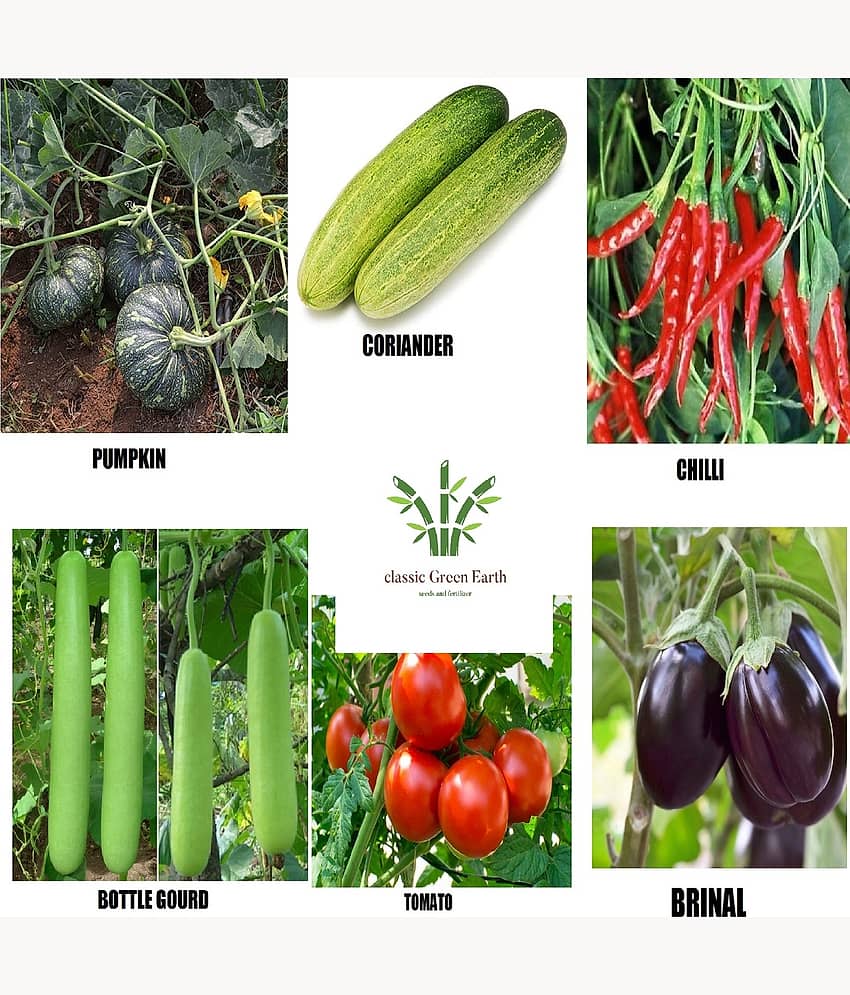 CLASSIC GREEN EARTH - Vegetable Seeds ( combo 6 pumpkin bottle gourd cucumber chili tomato )