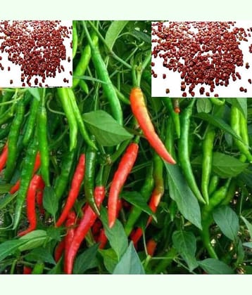 Vedhahi Chilli Vegetable ( 50 Seeds )