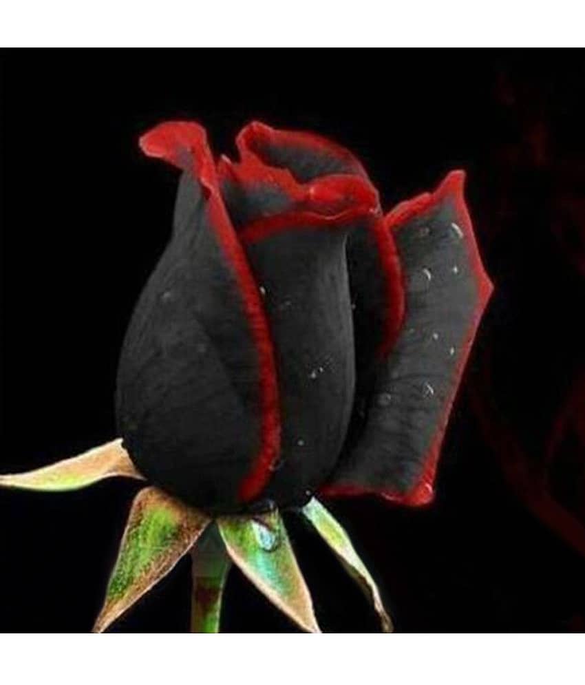 Rare Black Rose with Red Edge Seeds Home Garden Plant Flower Seed 20 seed
