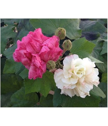 Hibiscus Mutabilis / Confederate rose / cotton rose Flower Seeds 10 seeds