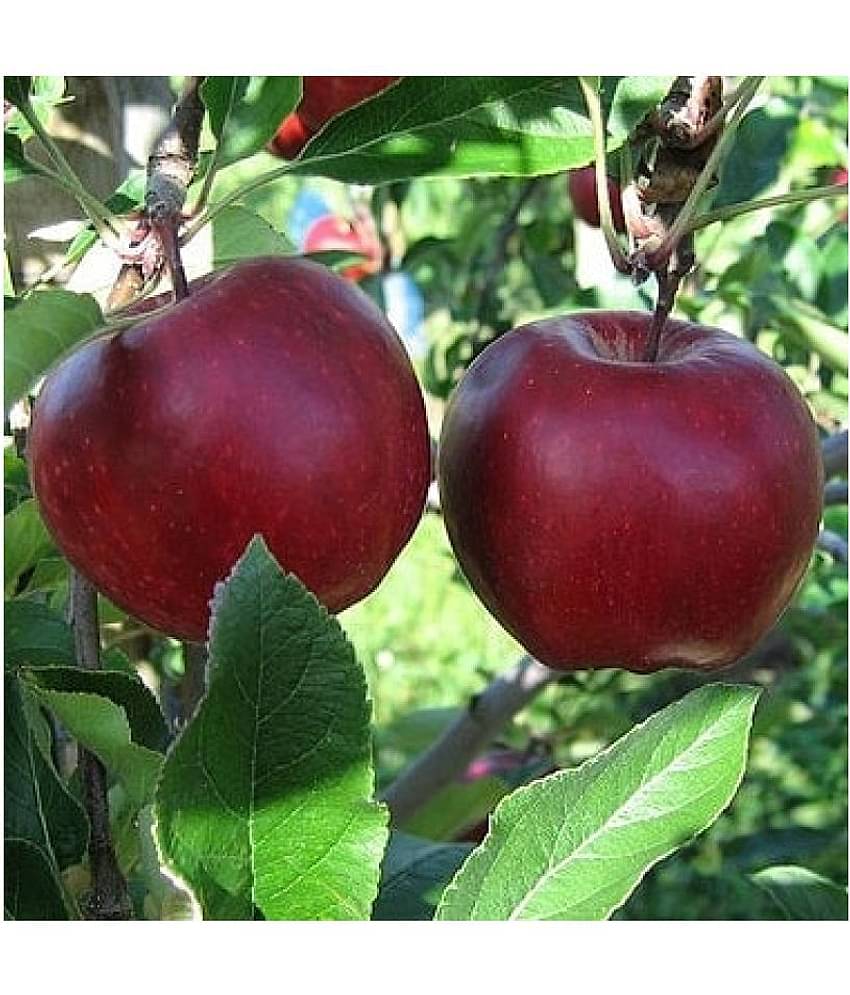FLARE SEEDS Bonsai Fruit Seeds Apple Plant Pack of 20