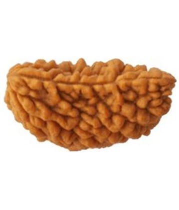 Tirupati Gems Palace Brown 1 Mukhi Rudraksh