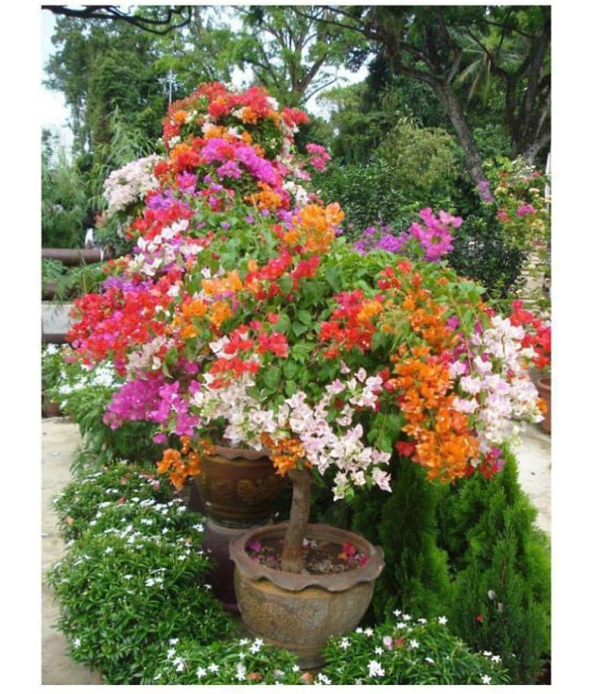 Multicolour Rainbow Bougainvillea Flower Plant Seeds - 20 Seeds