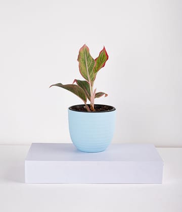 Aglaonema Pink Plant in Planter-1