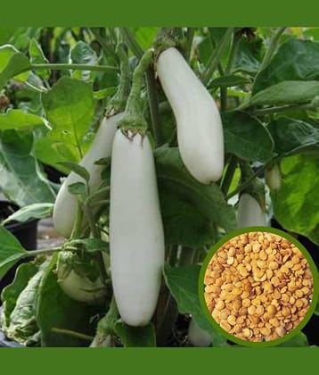 Brinjal white long baingan 50 seeds high germination seeds with instruction manual