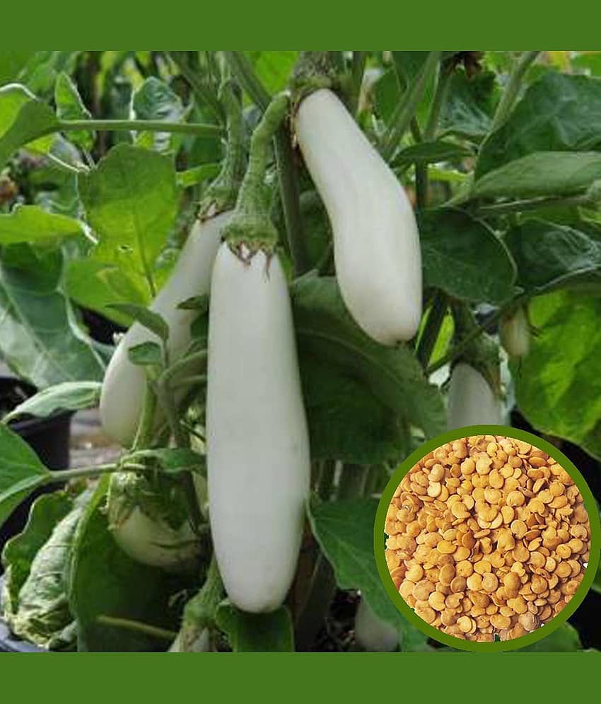 Brinjal white long baingan 50 seeds high germination seeds with instruction manual