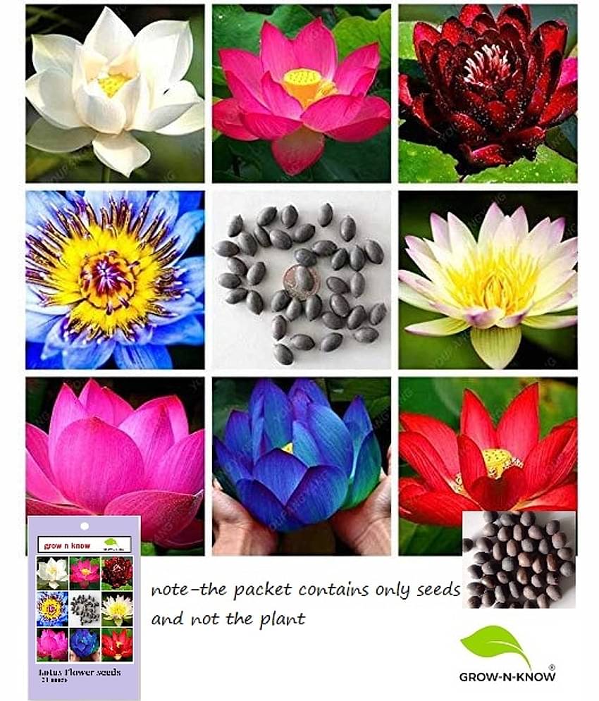 grow n know Lotus Flower ( 21 Seeds )