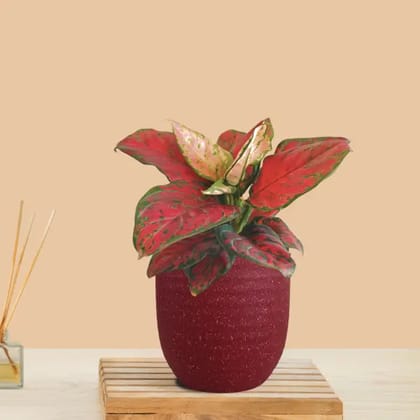 Aglaonema Red Beauty (Small) in Eco Pot Aglaonema Red Beauty (Small) in Eco Pot