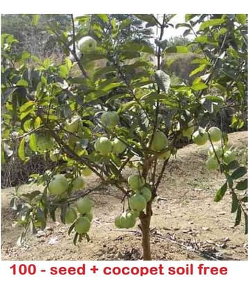 Rare Red Psidium Guajava/Guava Fruit Seeds | Pack of 100 with growing cocopeat