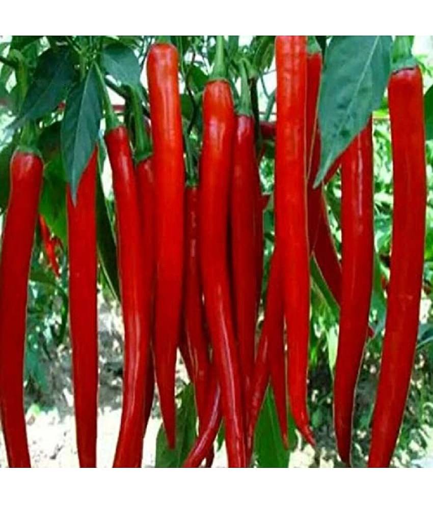 Jignisha Seeds - Chilli Vegetable ( 50 Seeds )