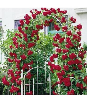 Azalea Gardens Red Climbing Rose/Wall Hanging Rose Seeds - 20 Seed/Pack + Instruction Manual