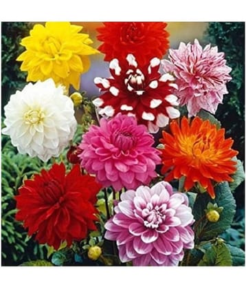 CLASSIC GREEN EARTH Giant Dahlia Flowered Deep Rose Flower Seeds with growing cocopeat