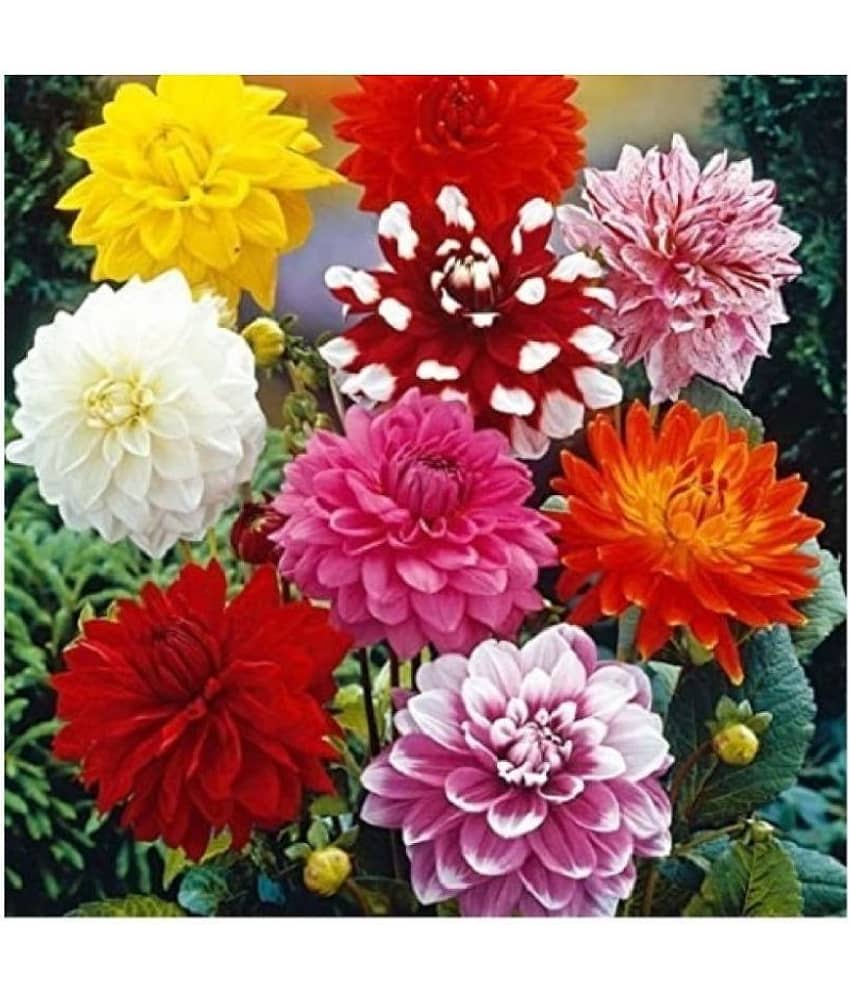 CLASSIC GREEN EARTH Giant Dahlia Flowered Deep Rose Flower Seeds with growing cocopeat
