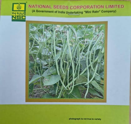 NSC Cowpea Kashi Nidhi - 20 gm