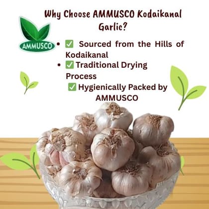 AMMUSCO Premium Kodaikanal Hill Garlic – Natural Whole Garlic Bulbs High Aroma Farm Fresh Quality