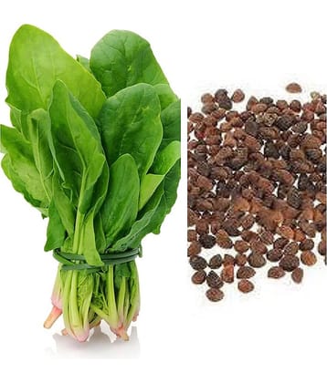 das Garden Desi Palak Spinach Seeds (Leafy vegetable) for home, Balcony, Roof Top, Kitchen Garden, Pack of 200 Seeds