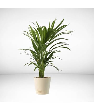 homeagro - Areca palm Plant ( 5 Seeds )